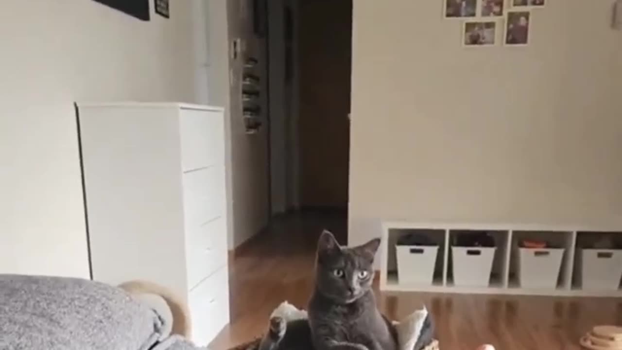 Messing with Cats