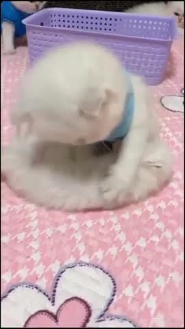 TWO White Cute Kitten Baby Cat Playing