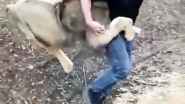 lion playing with men