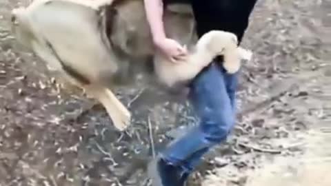 lion playing with men