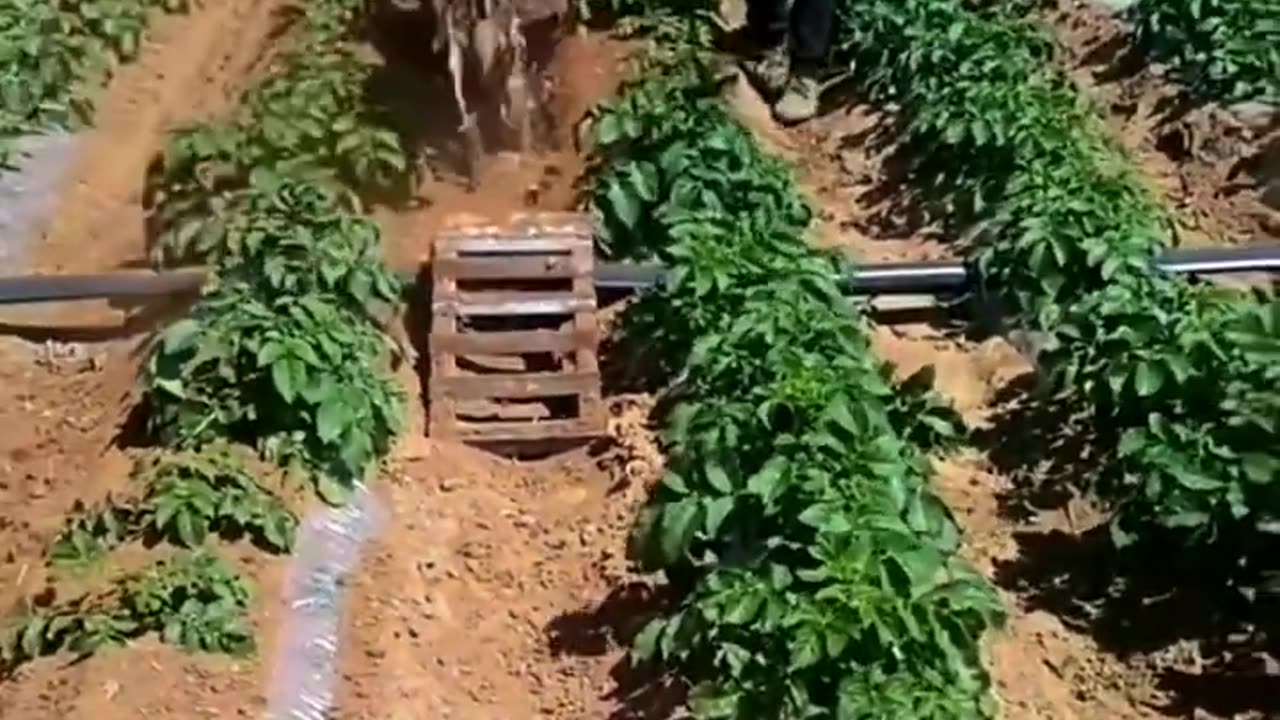 Skilled Farmers