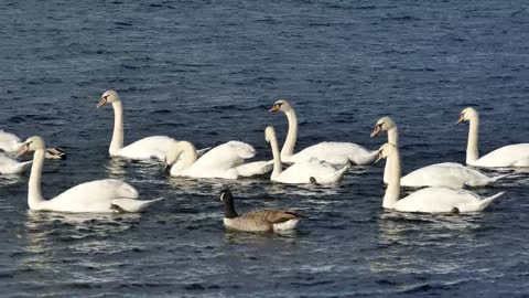 White swan army..🦢🍃