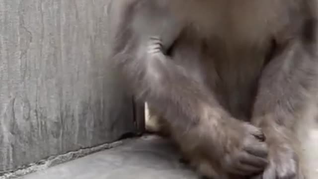 Funny Monkey Videos - A Funny Monkeys Compilation