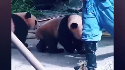 Try Not To Laugh - Funny Panda Video 2021 | Pets Town