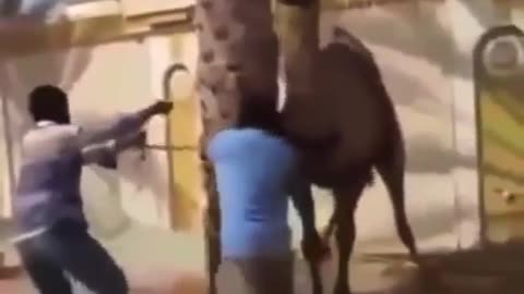 Holy Camel