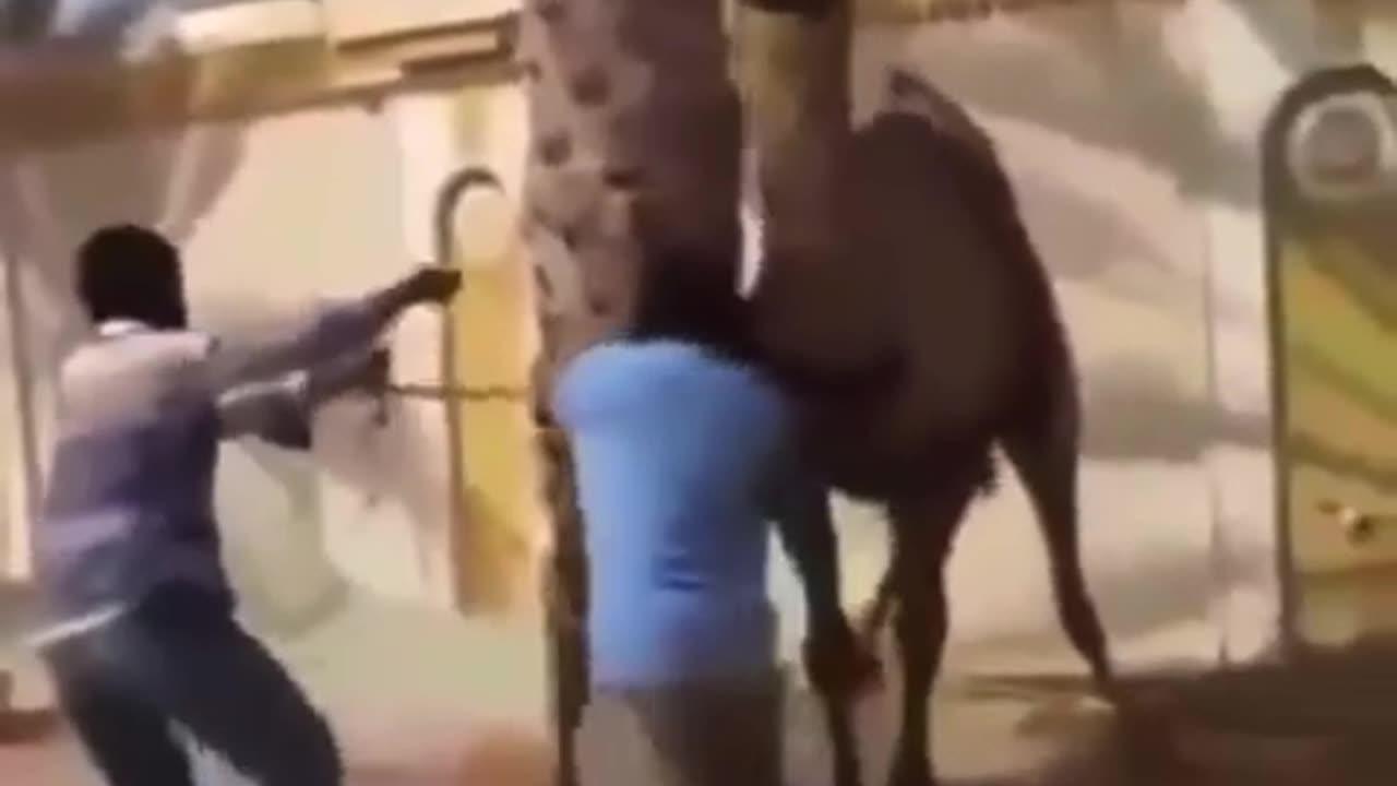 Holy Camel