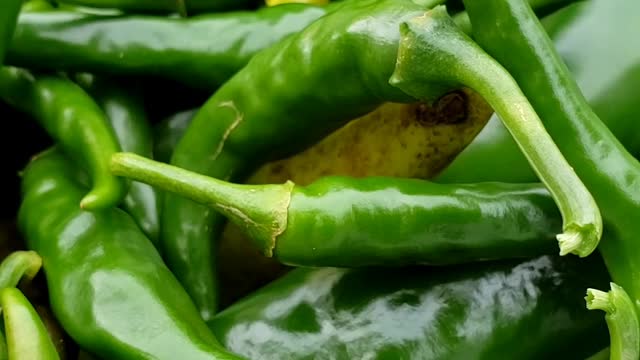 Harvesting & Processing a Huge Variety of Peppers 💯