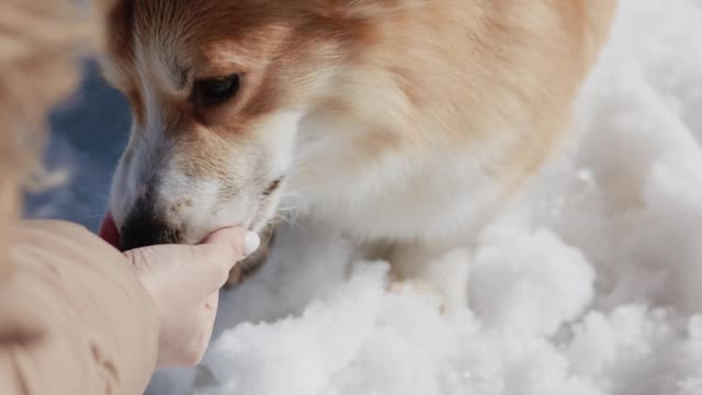 A Dog Playing in the Snow !!!