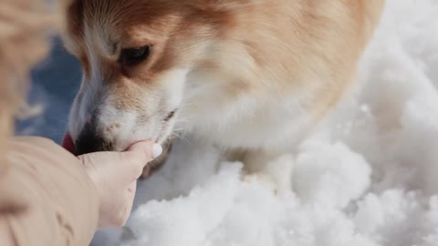 A Dog Playing in the Snow !!!