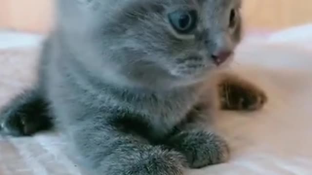 Cutest baby black cat, funny cat videos​