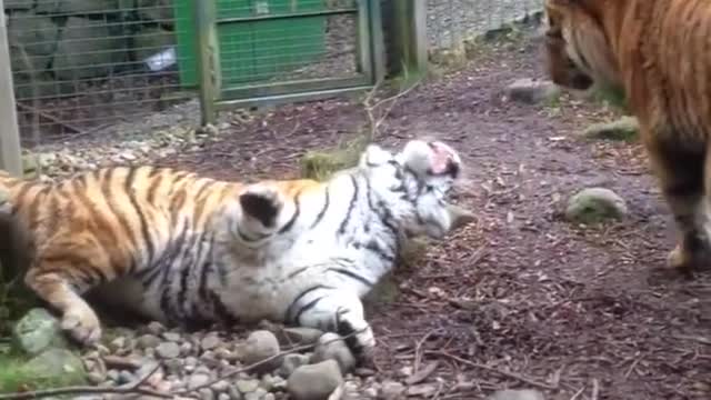 TIGER FIGHT IN DUBLIN ZOO