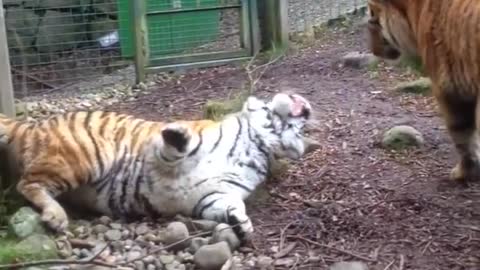 TIGER FIGHT IN DUBLIN ZOO