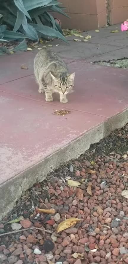 20240215 170058 45Park Kitten