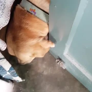 Please don't leave me , this dog said.