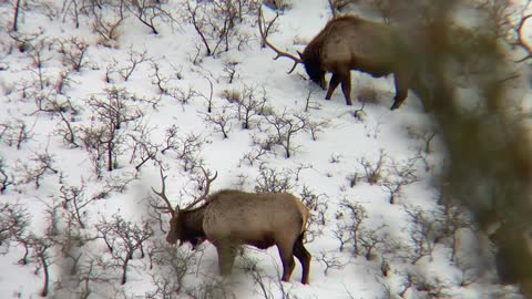 Winter feeding