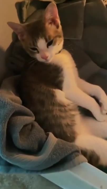 a Little Kitten Very Angry about Not Playing With Him