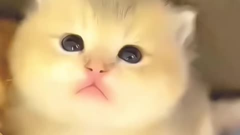 Happy and cute cat 2023.Funny Entertainment Channel.