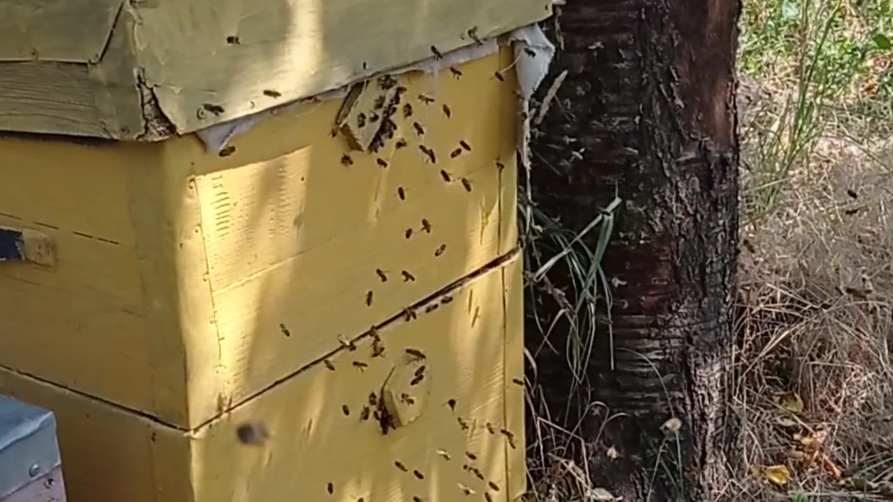 Bee