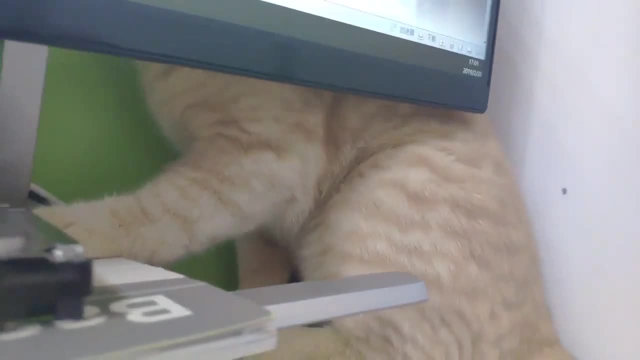 A cat doing cat things behind the monitor