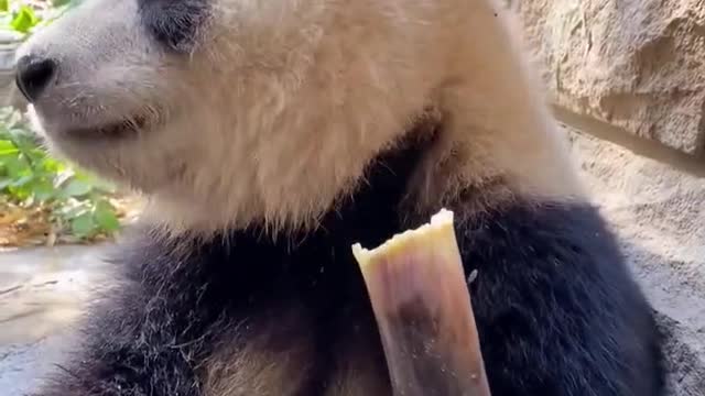 A panda bear eat bamboo