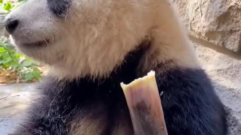 A panda bear eat bamboo