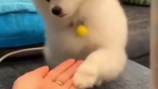 Cute puppy gets trained 🥰😍