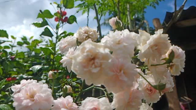 White rose flowers