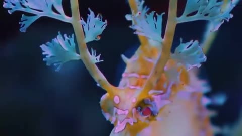 Very beautiful seahorse #shorts #shortvideo #video #virals #videovira