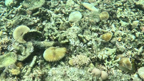 Snorkeling in the Shallows: A Peek into Paradise 🌊🐠