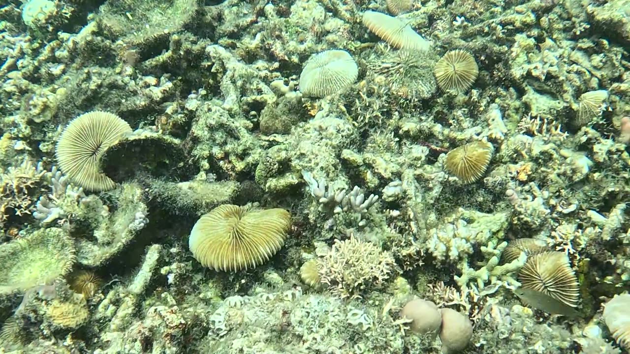 Snorkeling in the Shallows: A Peek into Paradise 🌊🐠