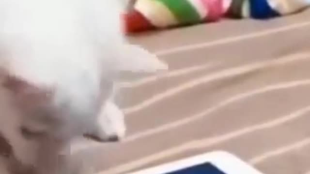 Funny White Cat Plays with Fish on Tablet #shorts