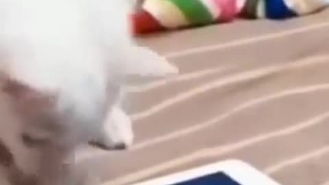 Funny White Cat Plays with Fish on Tablet #shorts