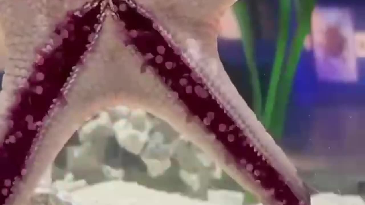 Starfish Walk Using Hundreds Of Tiny Tube Feet On The Underside Of Their Arms