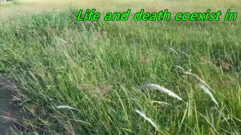 Life and death coexist in the field.