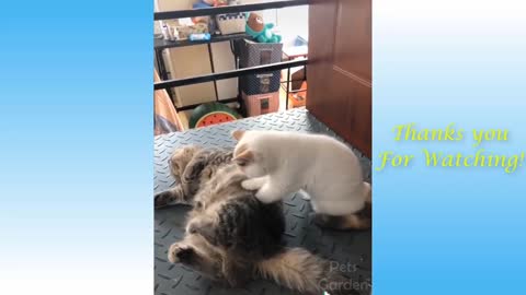 COMPILATION #6 - Cute Pets and Cats, Funny Animals Compilation - Pets Garden crazy puppies