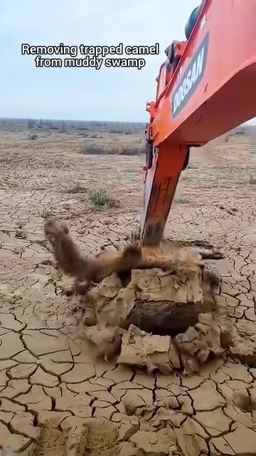 Using excavator to remove camel from muddy swamp