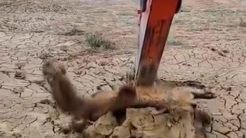 Using excavator to remove camel from muddy swamp