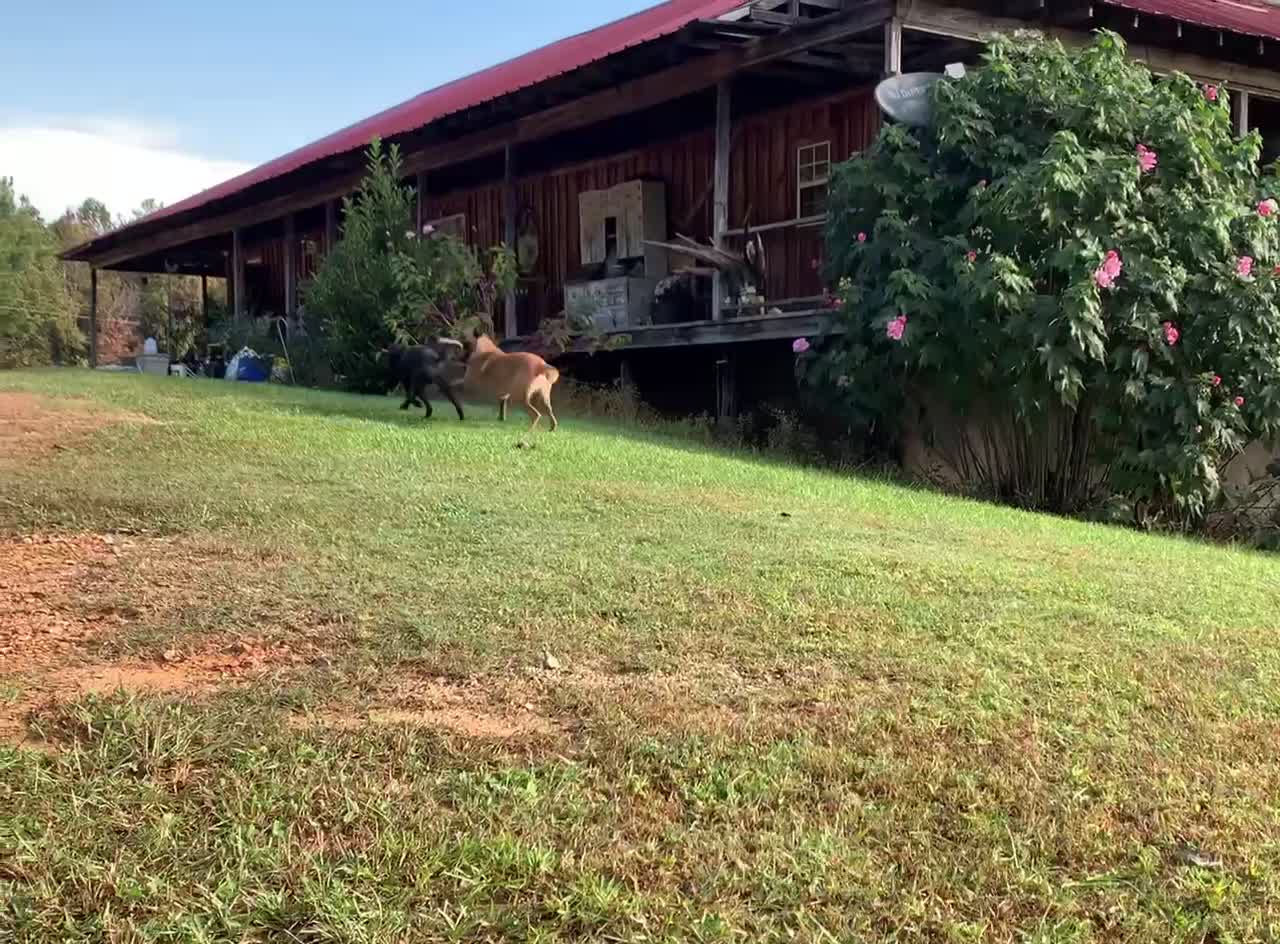 Belgian Malinois chases poodle with stick