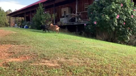 Belgian Malinois chases poodle with stick