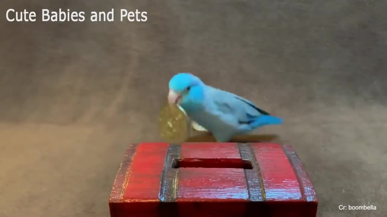 cute moment of the animals:Funny Parrots Videos Compilation