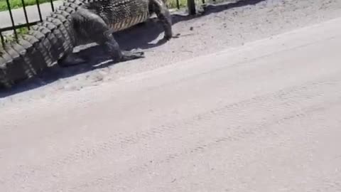 Giant alligator bends metal fence while forcing its way through