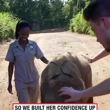 Baby Elephant Takes A Tumble On Morning Run 🥺🐘