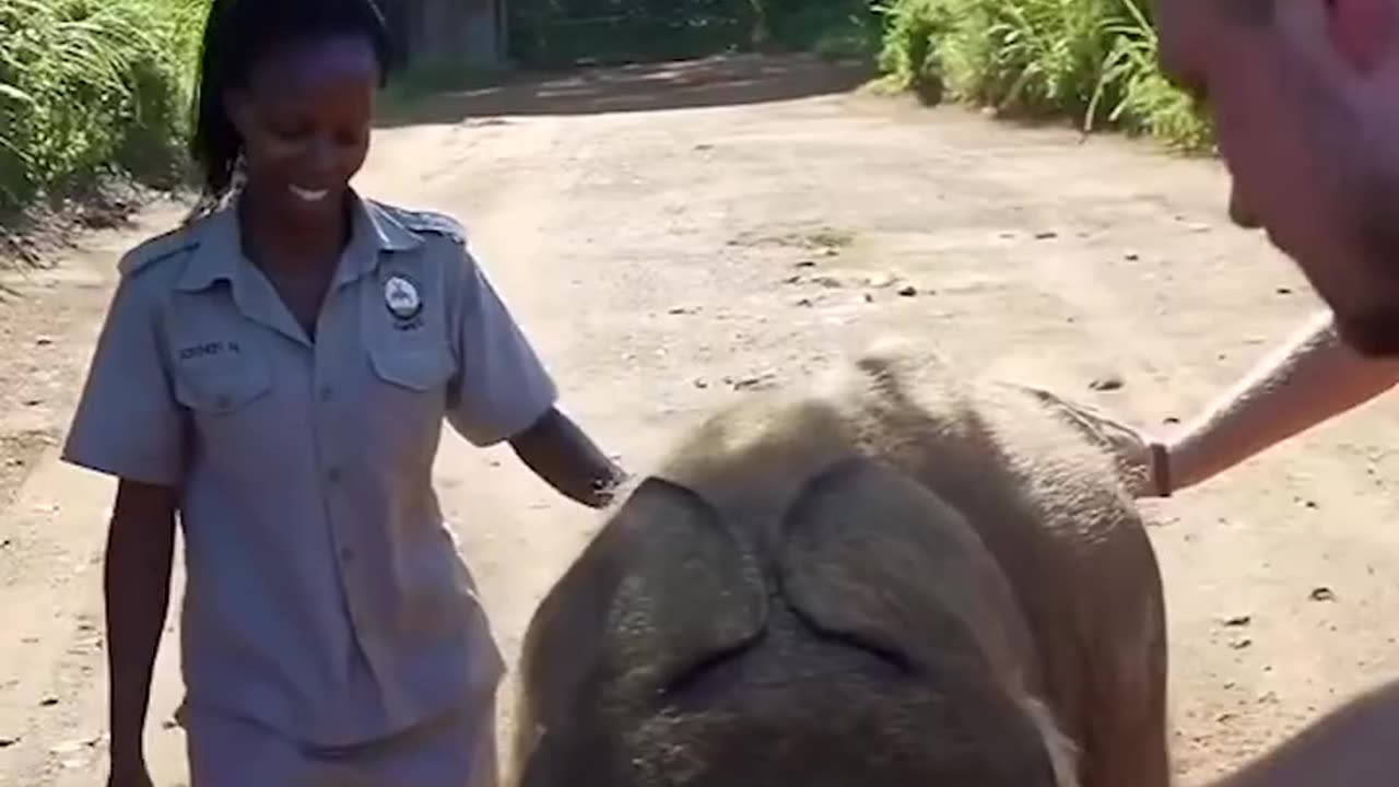 Baby Elephant Takes A Tumble On Morning Run 🥺🐘