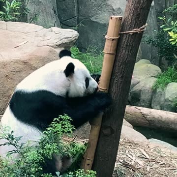 Panda Videos