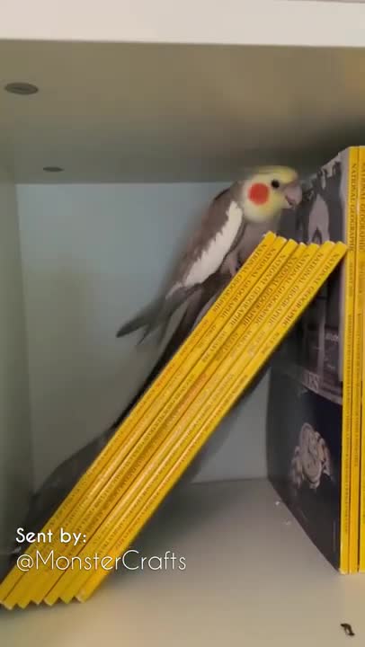 Birb Gaining Knowledge