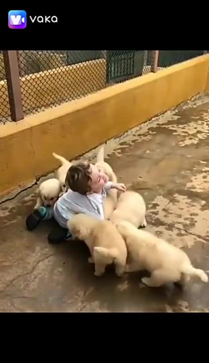 Small dogs playing with a child running away from both