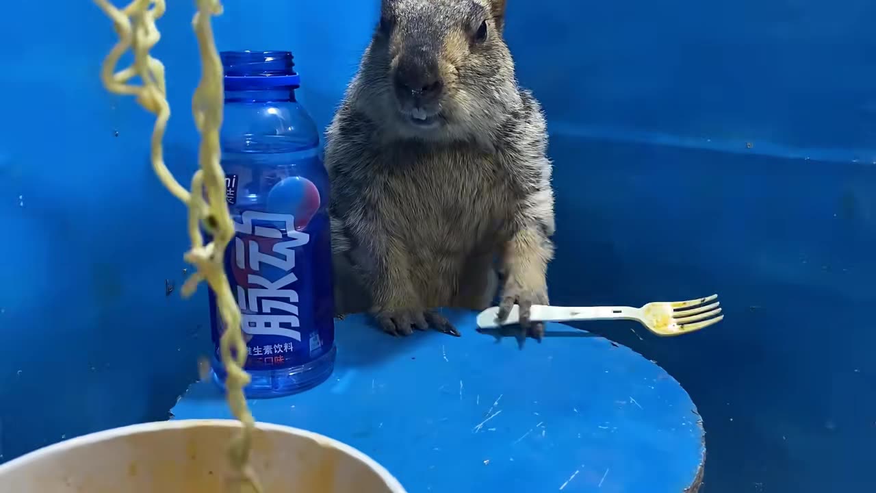 9 #groundhog #petdailylife #marmot and the coward eat noodles in a bucket.