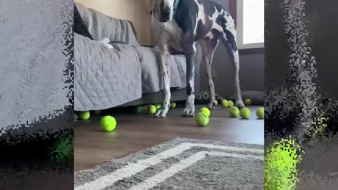 THE GREAT DANE Dog Video 85 - Great Dane Compilation - Tallest Dog in The World