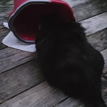Cat Only Drinks Out of a Bucket