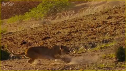 10 Craziest Animal Fights You Won't Believe Exist